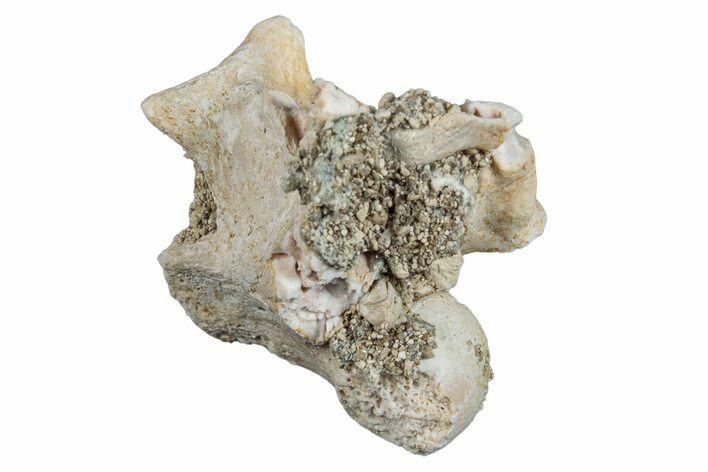 Fossil Sea Snake (Palaeophis) Vertebra - Morocco #277571